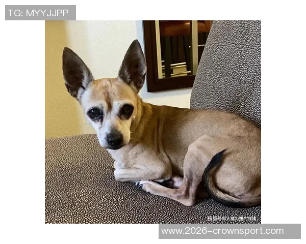 张伯霖分享摇篮舞庆祝喜讯家中爱犬迎来两只可爱小狗出生